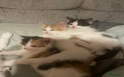 Mixed Breed cats for sale: 8 cute kittens for sale - 5 boys, 3 girls  - Image 17