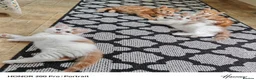 Mixed Breed cats for sale: Beautiful kittens  - Advert 3