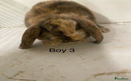 Mini Lop rabbits for sale: Beautiful Lop eared bunnies  - Advert 4