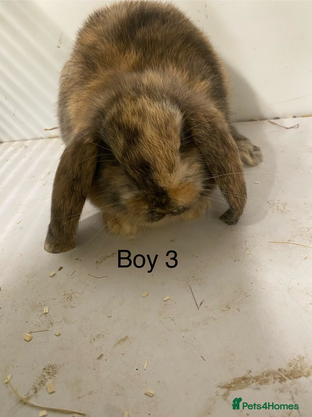 Mini Lop rabbits for sale: Beautiful Lop eared bunnies  - Advert 4