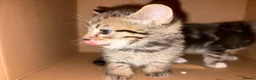 Mixed Breed cats for sale: 1 beautiful female tabby - Advert 5