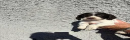 Cocker Spaniel dogs for sale: Cocker spaniel puppys - Advert 11