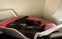 Bombay cats for sale: Two Loving Indoor Cats Looking for a Forever Home - Image 3