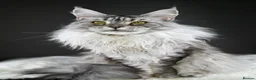Maine Coon cats for sale: Violet - Stunning High Silver Smoke  - Advert 5
