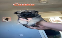 Mixed Breed dogs for sale: Rottweiler cross Akita (rokita) - Image 4