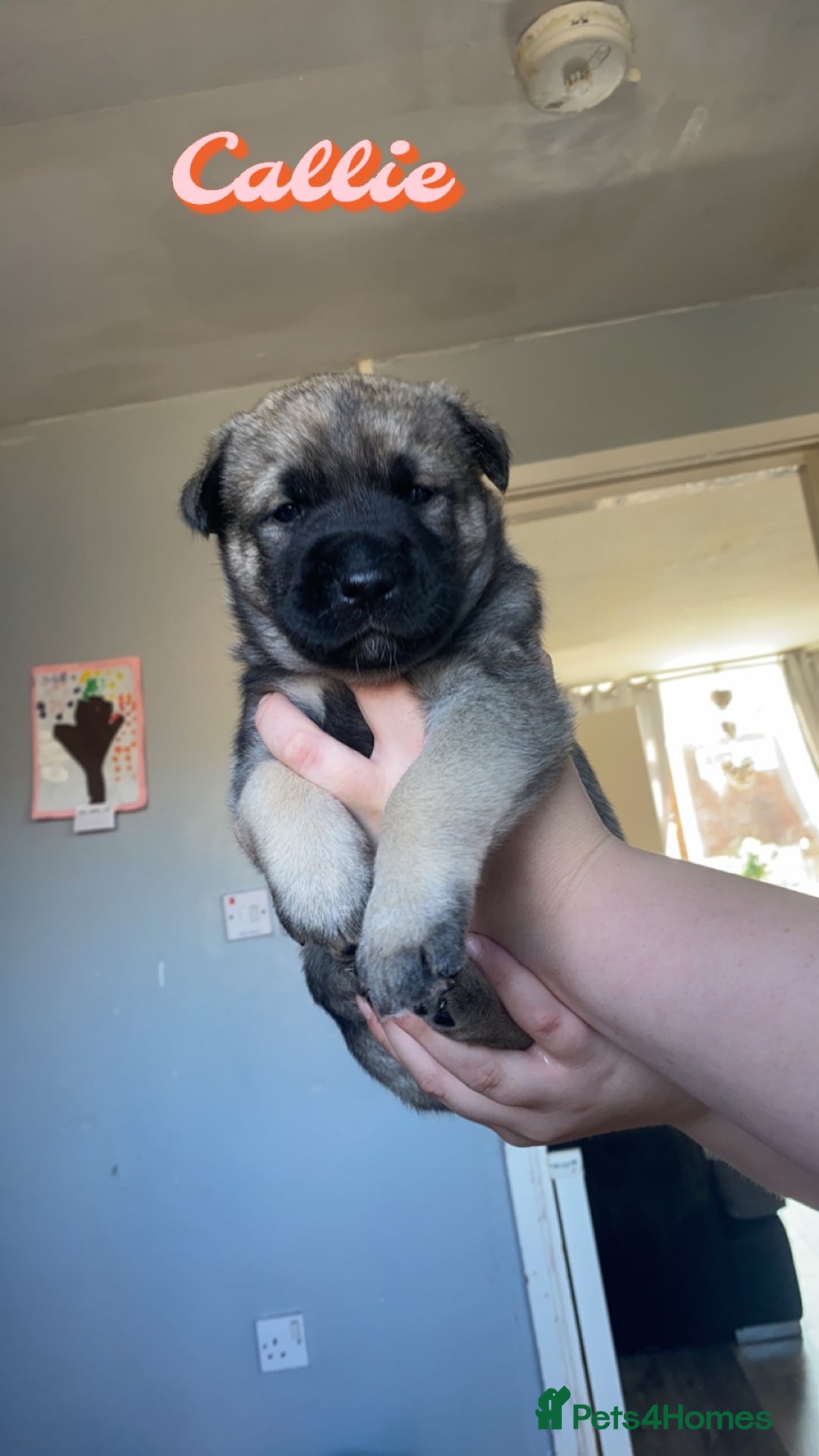 Mixed Breed dogs for sale: Rottweiler cross Akita (rokita) - Image 4
