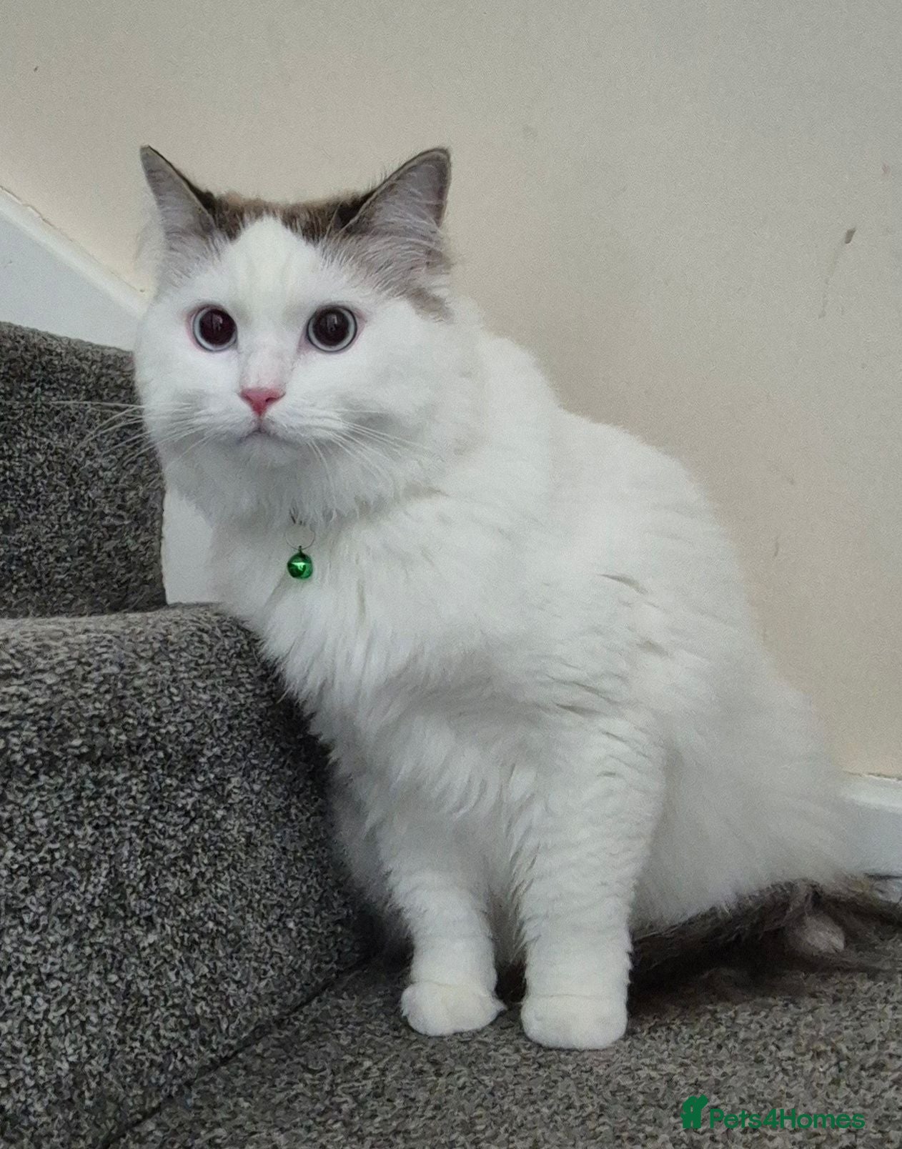 Ragdoll cats Male Ragdoll Cat - Handsome & Friendly - Advert 4