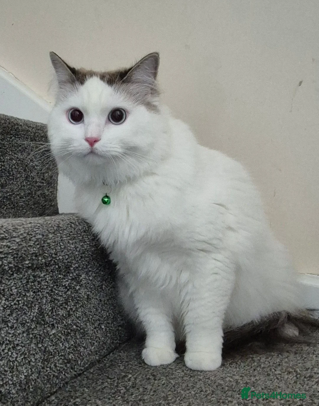 Ragdoll cats for sale: Male Ragdoll Cat - Handsome & Friendly - Advert 1