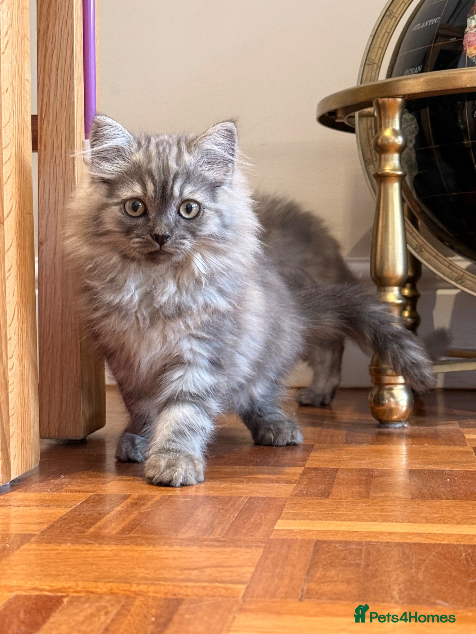 British Longhair cats Rainbow litter of show quality kittens  - Advert 2
