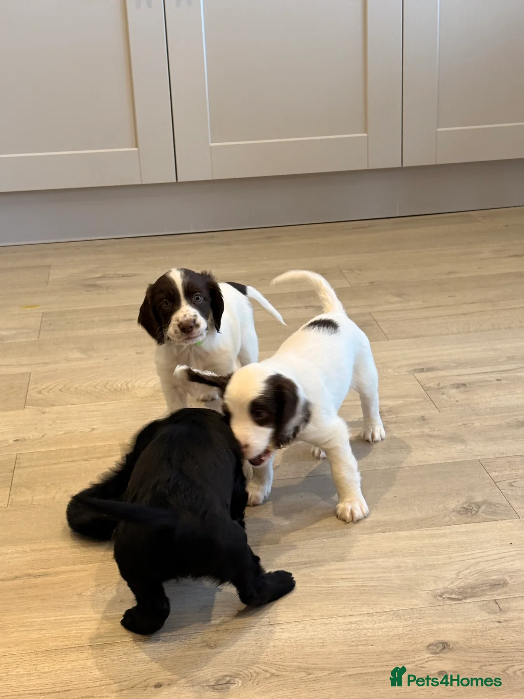 Mixed Breed dogs for sale: Cockapoo x English Springer Spaniel  in Holmfirth - Advert 15