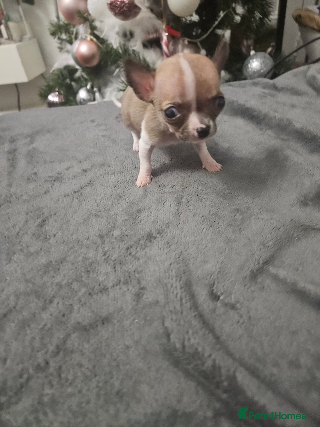 Chihuahua dogs for sale: Adorable Chihuahuas - Advert 14