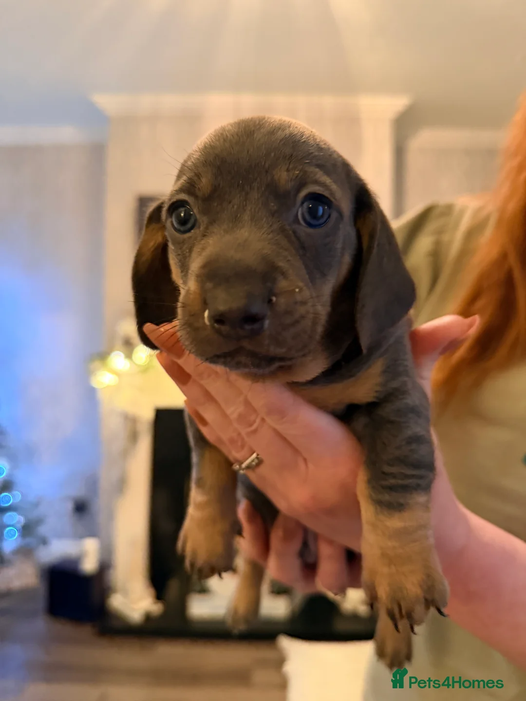 Dachshund dogs for sale:  Family dogs first puppies - stunning Dachshunds  - Advert 28