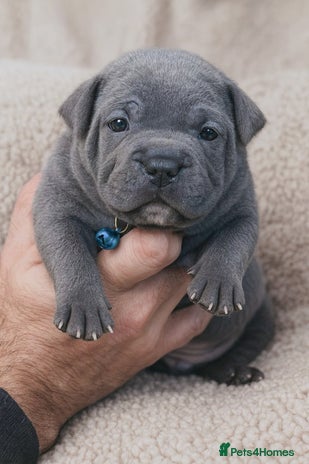 Staffordshire Bull Terrier dogs SOLID BLUE TEDDY BEARS STAFFS 🐻 - Advert 1