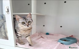 Mixed Breed cats for adoption: Aria - A Lovely & Cuddly Princess - Image 10