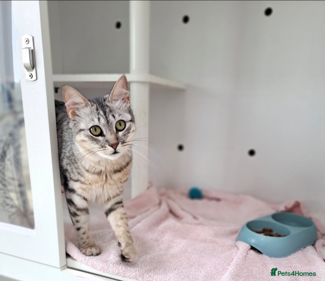 Mixed Breed cats for adoption: Aria - A Lovely & Cuddly Princess - Image 10