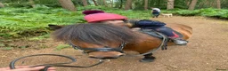 Shetland pony horses for sale: Child’s best friend  in Burton-on-Trent - Advert 11