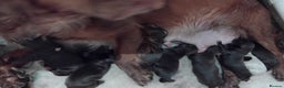 Cocker Spaniel dogs for sale: Kc Reg Health Tested Cocker Spaniel Puppies - Advert 2