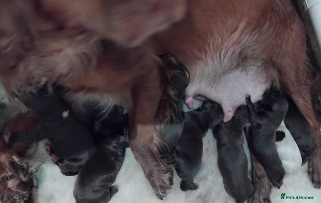 Cocker Spaniel dogs for sale: Kc Reg Health Tested Cocker Spaniel Puppies - Advert 2