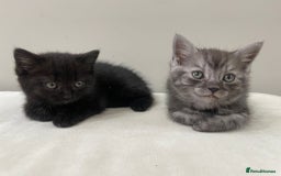 Persian cats for sale: Chinchilla Persian Kittens  - Image 1