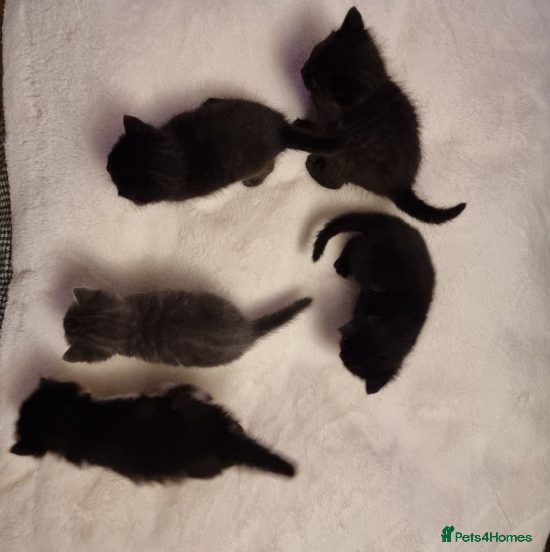 British Shorthair cats for sale: British Short hair cross kittens - Advert 4