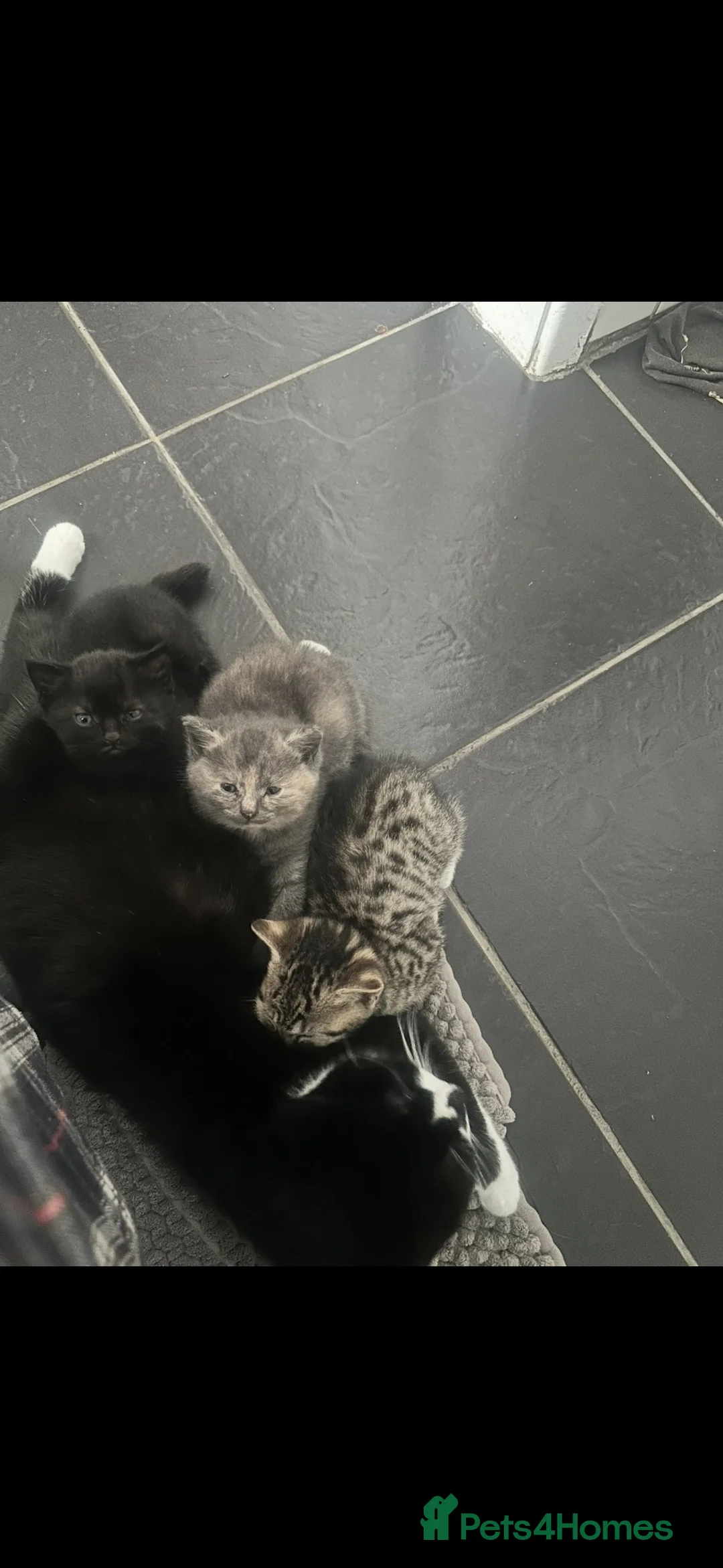 Abyssinian cats for sale: Kitten for sale - Advert 2
