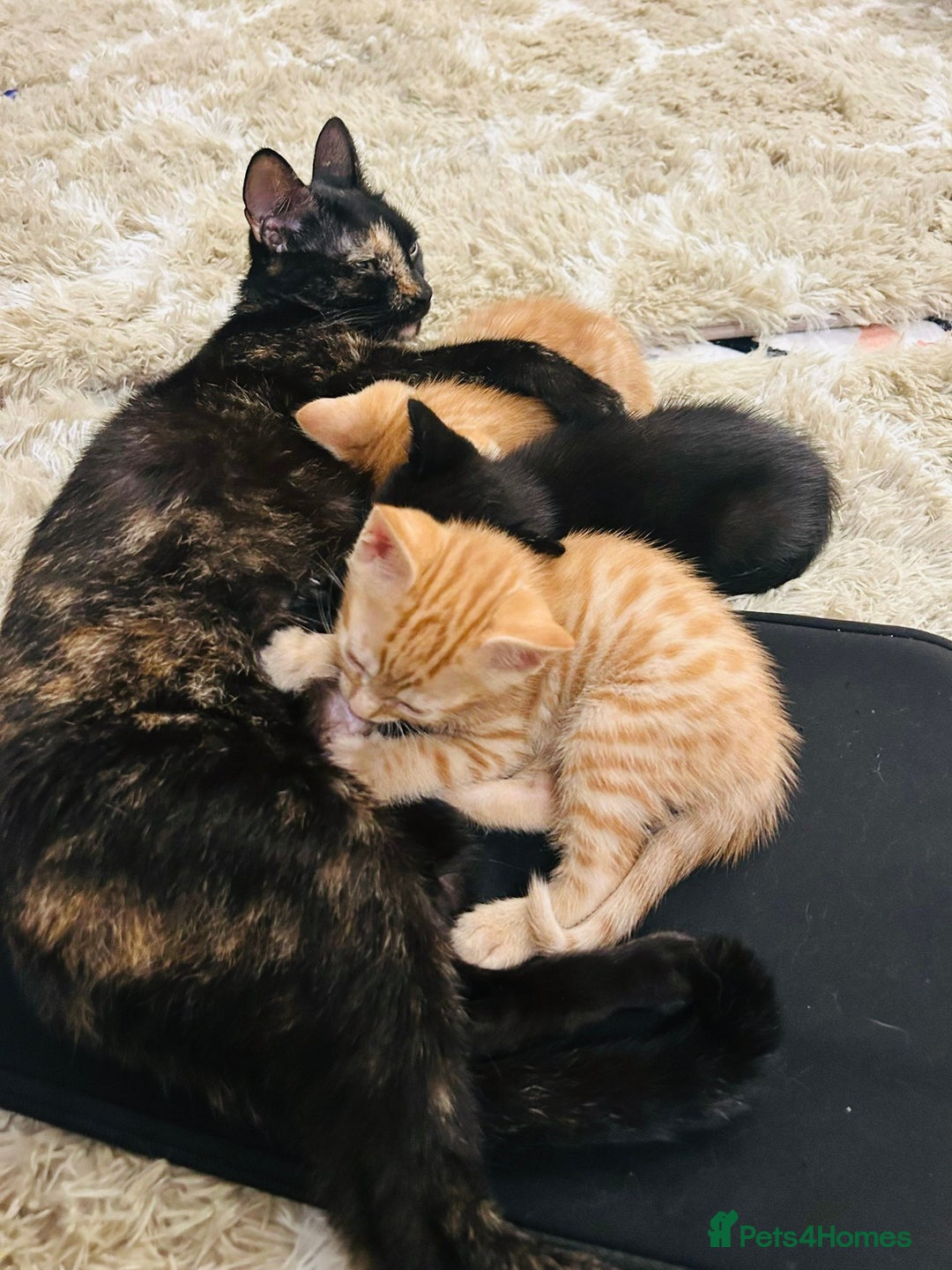 Mixed Breed cats for sale: Mixed breed kittens  - Advert 1