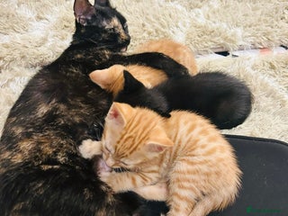 Mixed Breed cats Mixed breed kittens - Advert 1