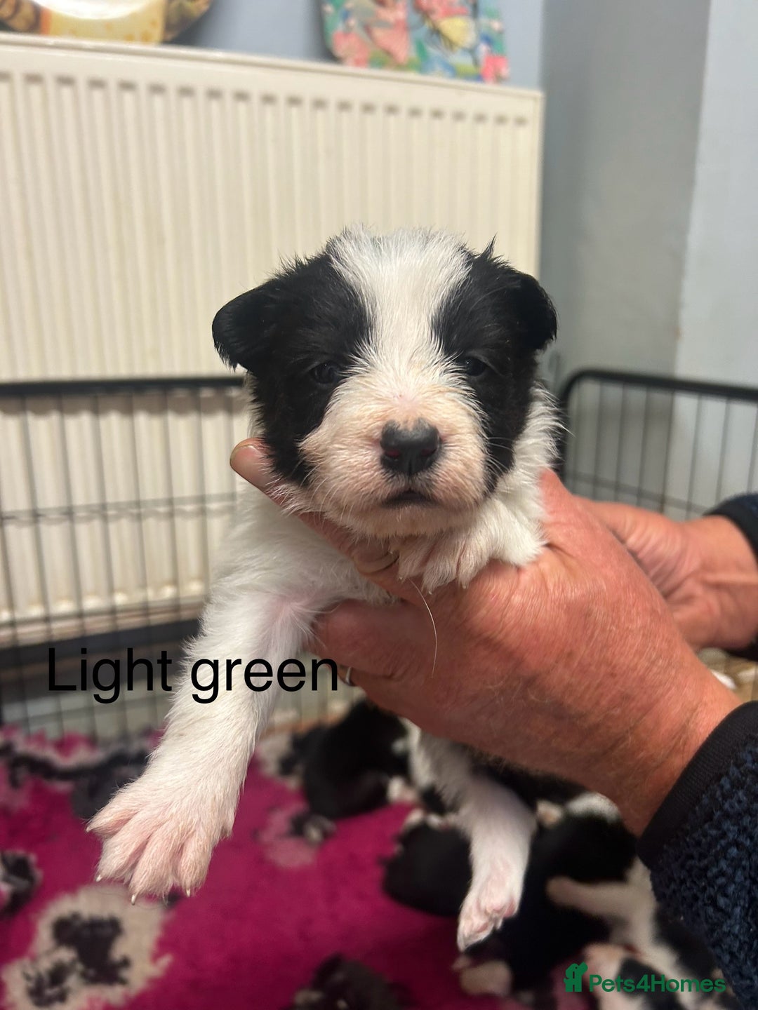 Mixed Breed dogs for sale: Border collie cross/bearded collie puppies  - Image 6