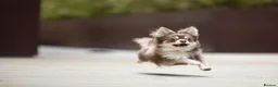 Chihuahua dogs for sale: 3 Year Old Chihuahua Long Coat - Advert 4