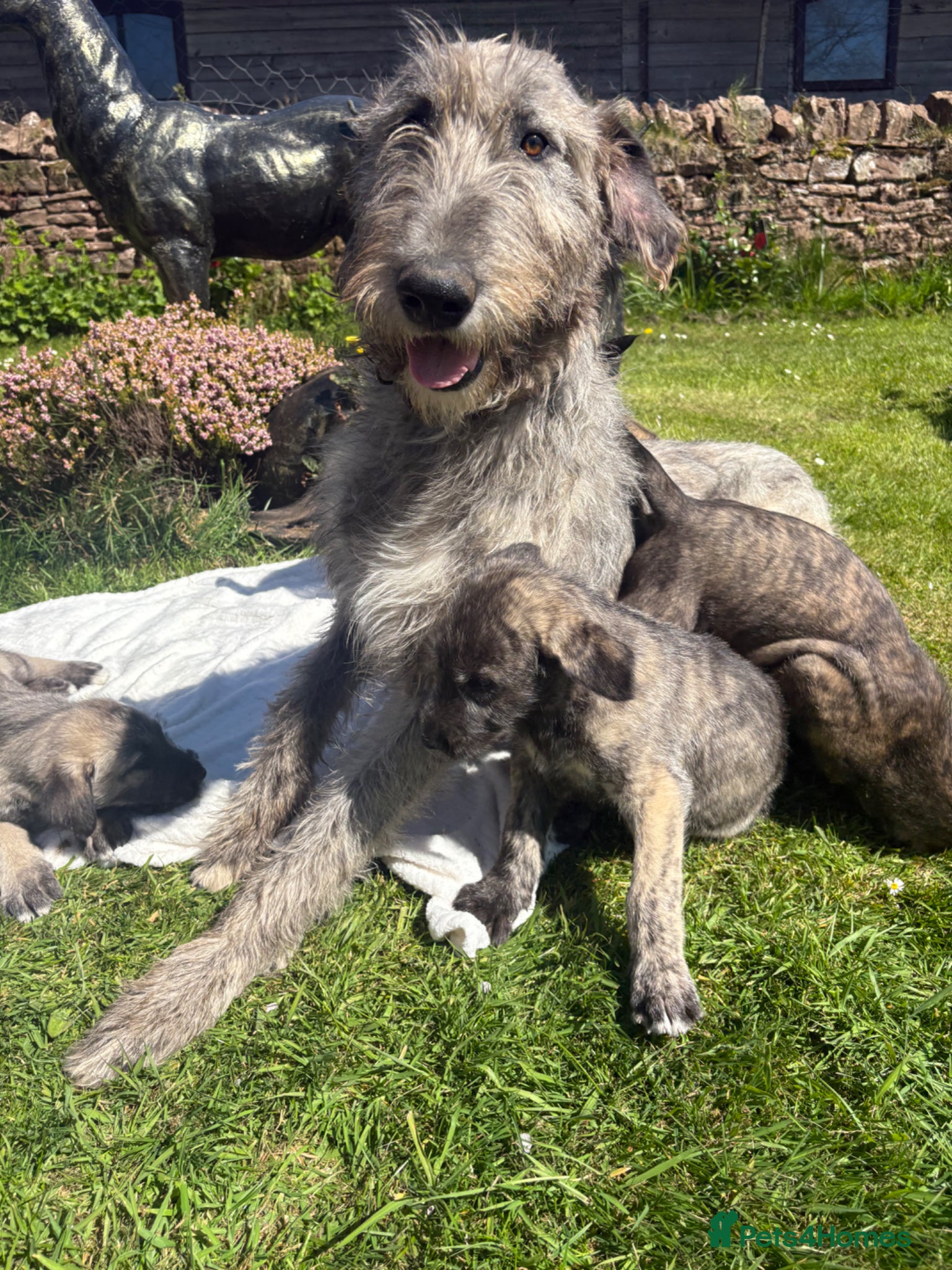 Irish Wolfhound dogs Adorable Irish wolfhound puppies  - Advert 1