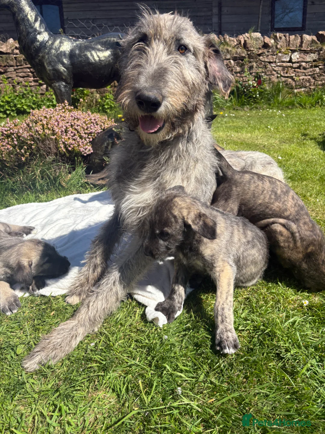 Irish Wolfhound dogs for sale: Adorable Irish wolfhound puppies  in Telford - Advert 1