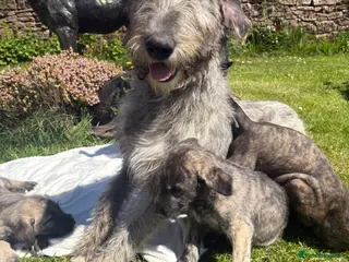 Irish Wolfhound dogs Adorable Irish wolfhound puppies - Advert 6
