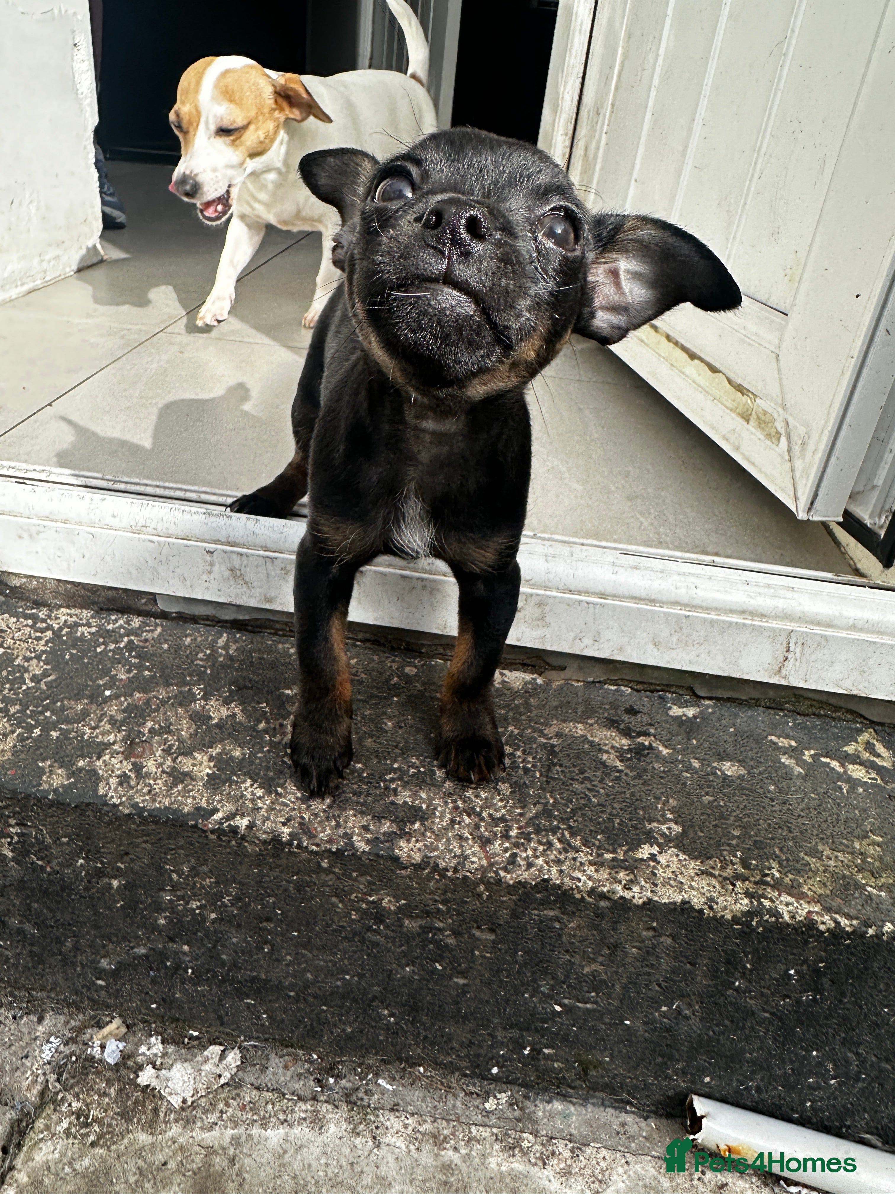 Mixed Breed dogs French Jacks x 5 - Advert 1