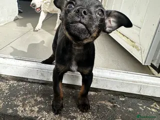 Mixed Breed dogs French Jacks x 5 - Advert 5