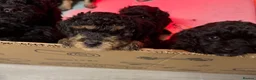 Cavapoo dogs for sale: Cavapoo Puppies  - Advert 15