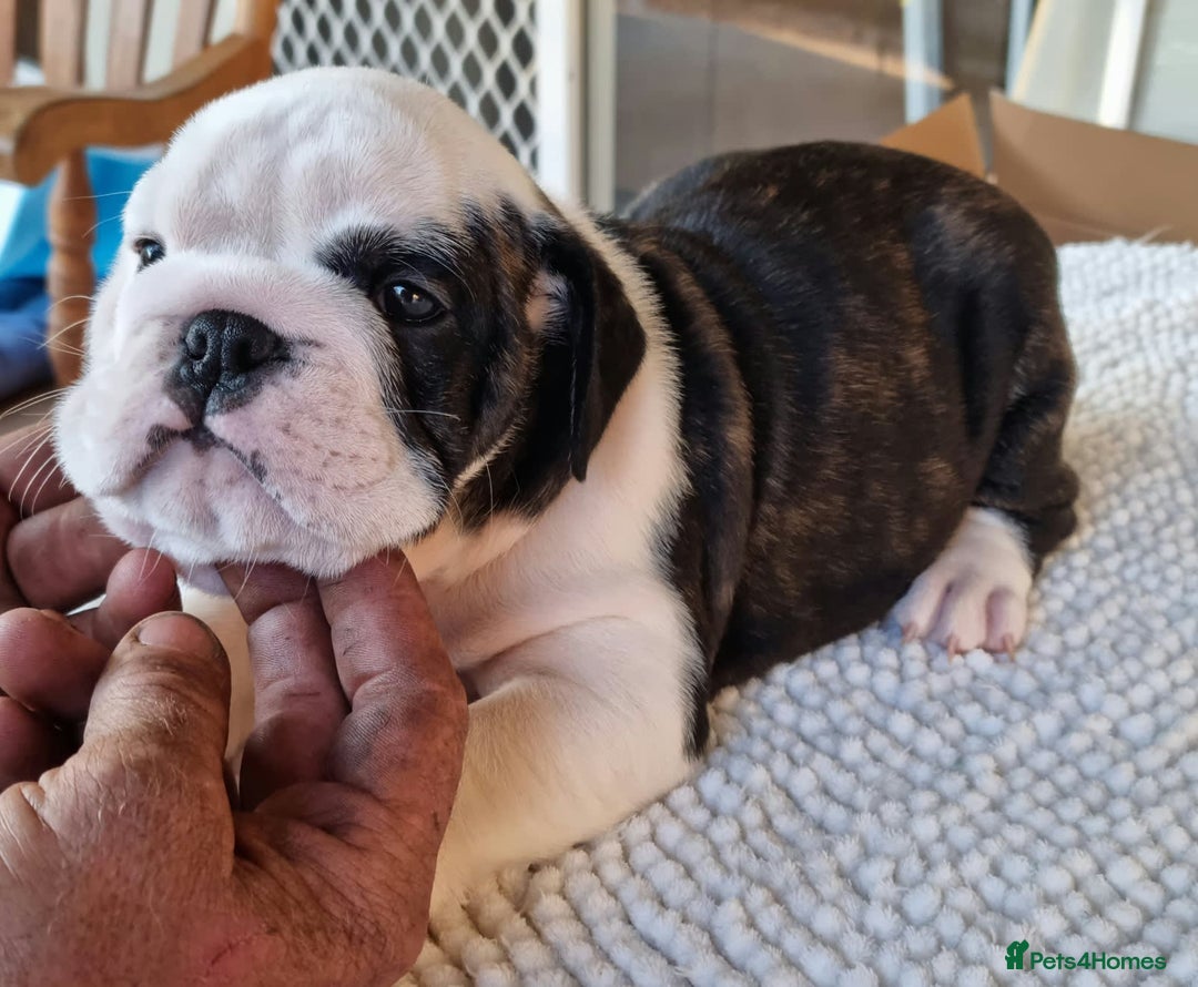 English Bulldog dogs for sale: Gorgeous Purebred English Bulldog Puppies - Image 7