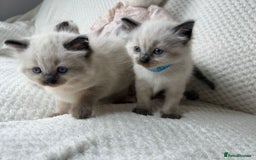 Ragdoll cats for sale: Stunning ragdoll kittens for sale  - Image 4