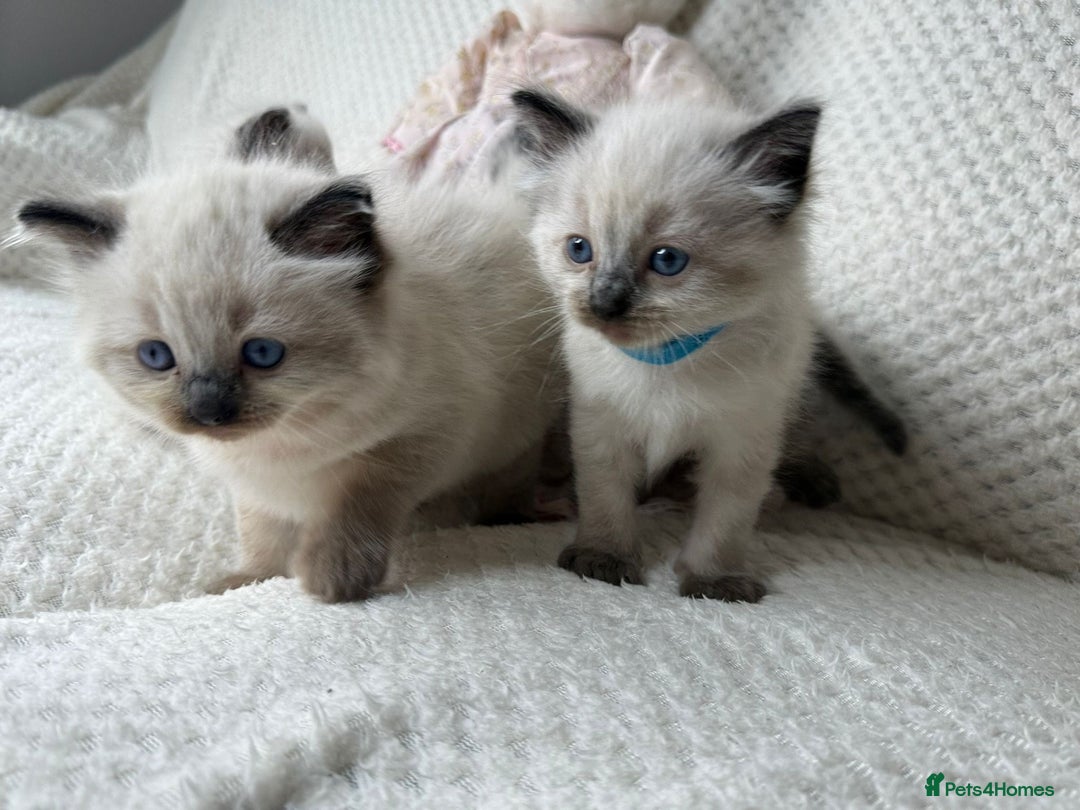 Ragdoll cats for sale: Stunning ragdoll kittens for sale  - Image 4