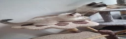 Ragdoll cats for sale: 5 ragdoll kittens are looking for homes. - Advert 8