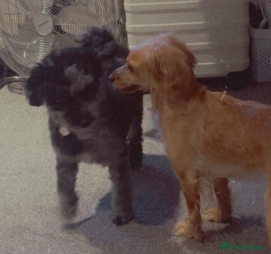 Cockapoo dogs for sale: Cocker spaniel X Cockapoo Puppies pending. 🐶 in Staines - Advert 6