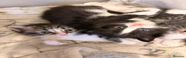 Perdoll Kitten 2