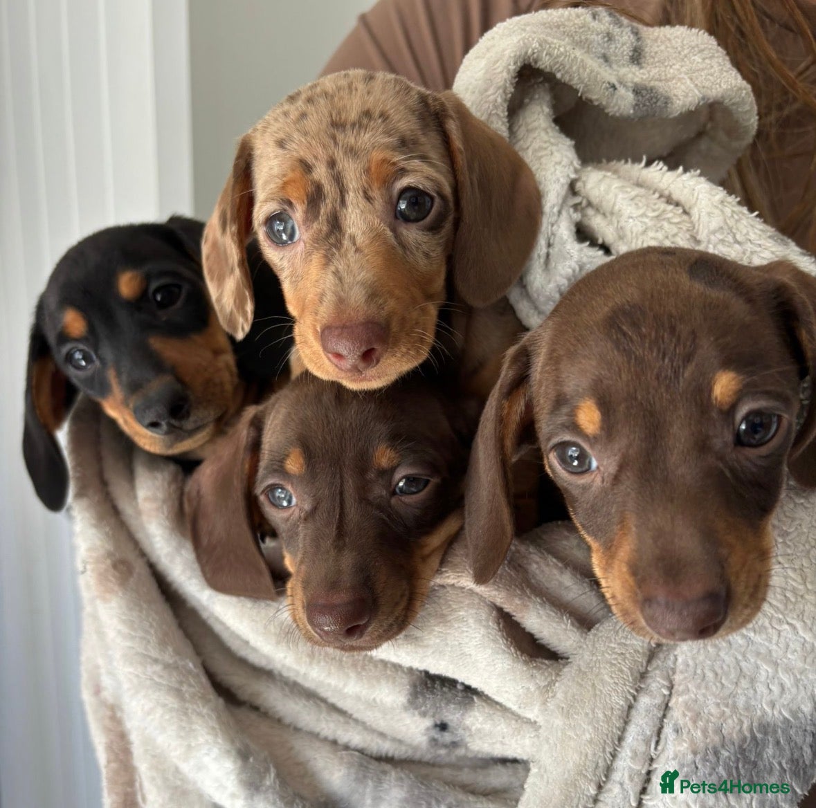 Miniature Dachshund dogs READY TO GO ! Miniature smooth haired dachshund - Advert 9