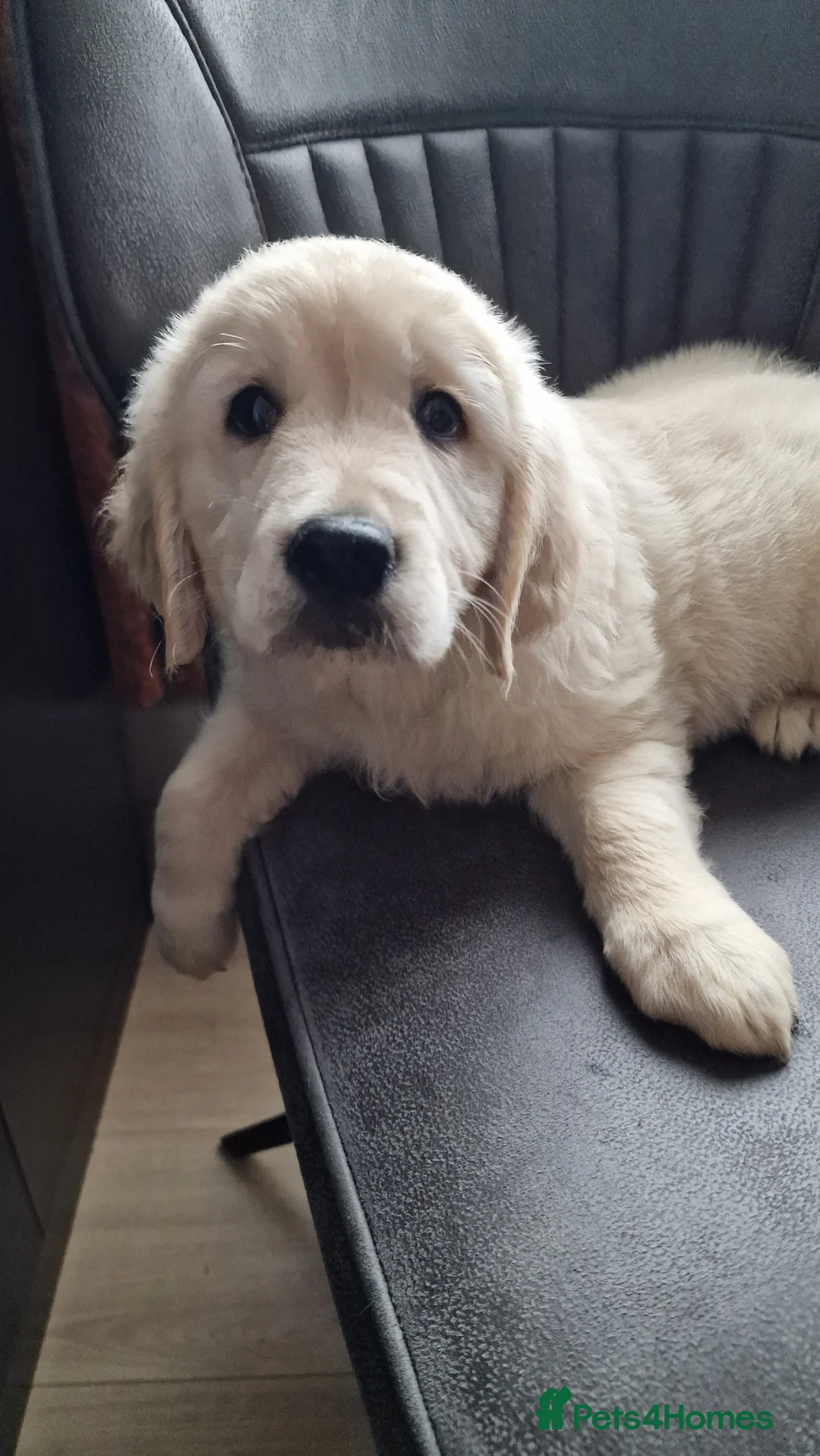 Golden Retriever dogs for sale: KC ADDORABLE CUTE GOLDEN RETRIEVER PUPPIES - Advert 22