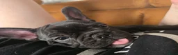 French Bulldog dogs for sale: Beautiful French Bulldog Female Puppy Ready Now in Dereham - Advert 4