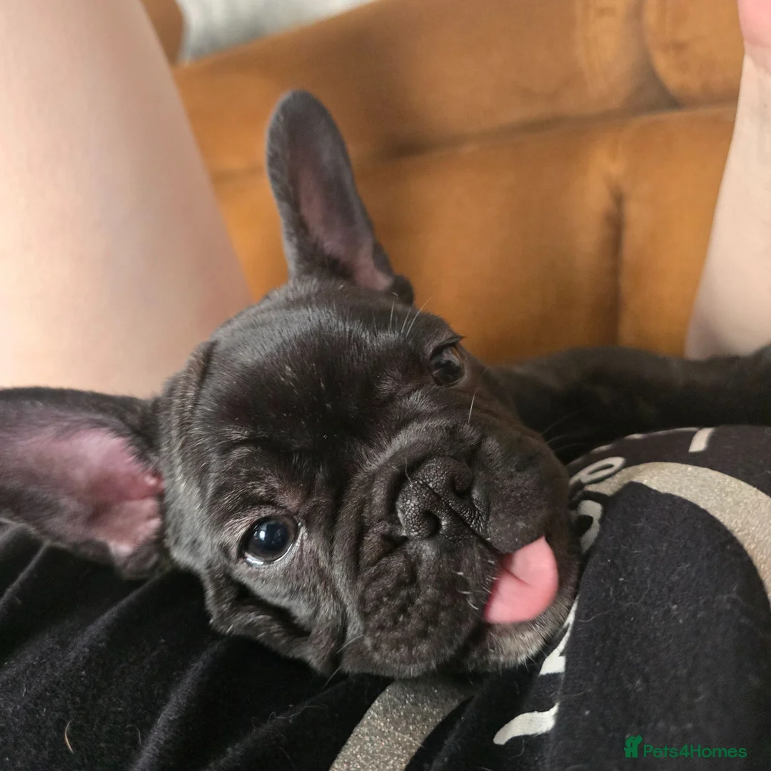 French Bulldog dogs for sale: Beautiful French Bulldog Female Puppy Ready Now in Dereham - Advert 4