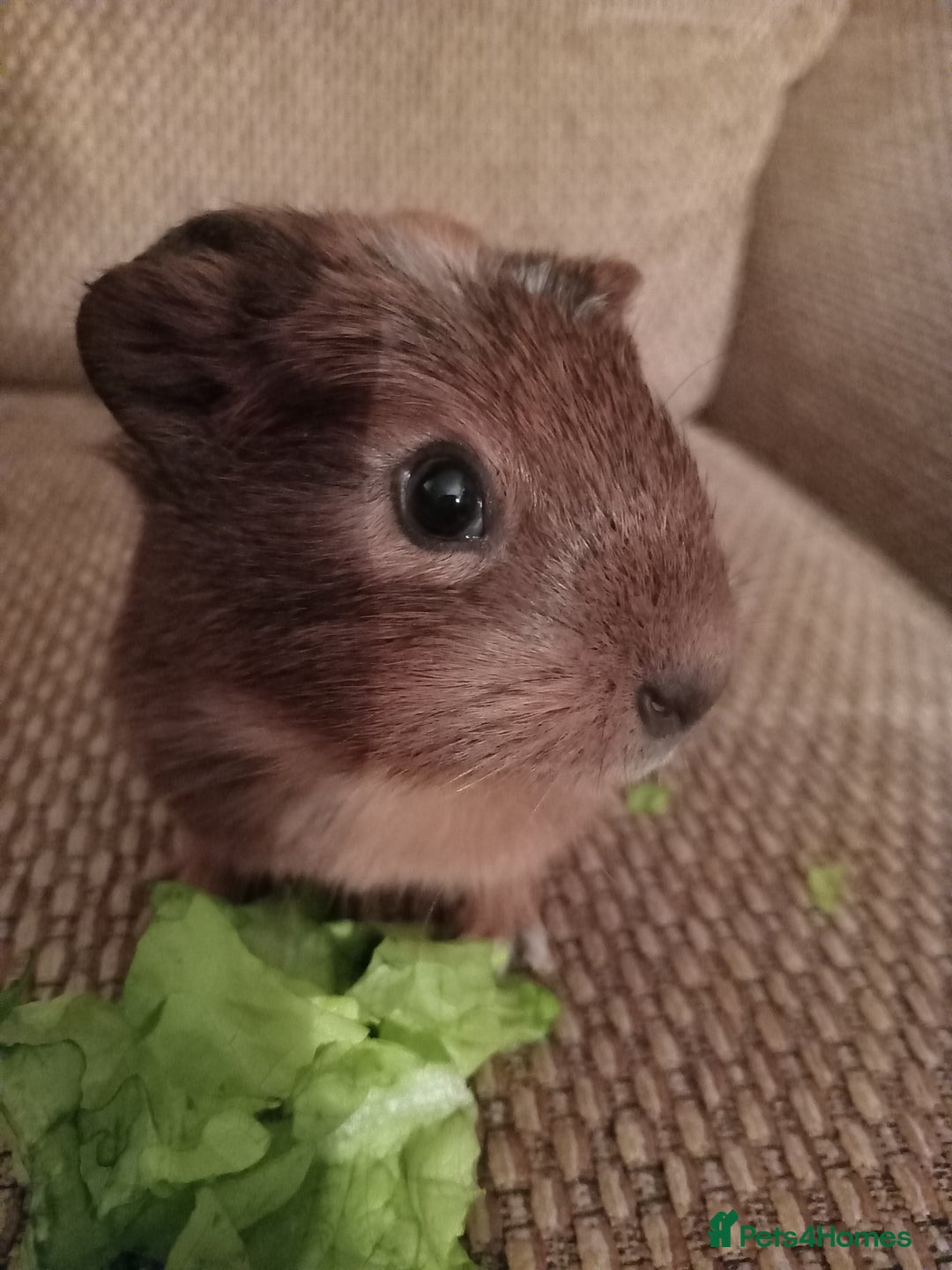 Guinea Pig rodents for sale: 4 girls ready 27th jan - Advert 11