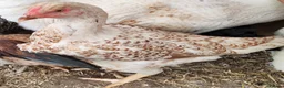 Chickens poultry for sale: Pure breed Indian game large fowl - Advert 5