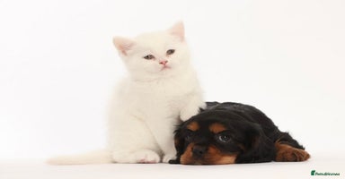 British Shorthair cats - Advert 15