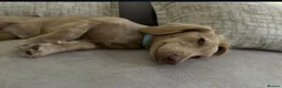 Miniature Dachshund dogs for sale: KC registered 1 year old LH CREAM BOY  - Advert 13