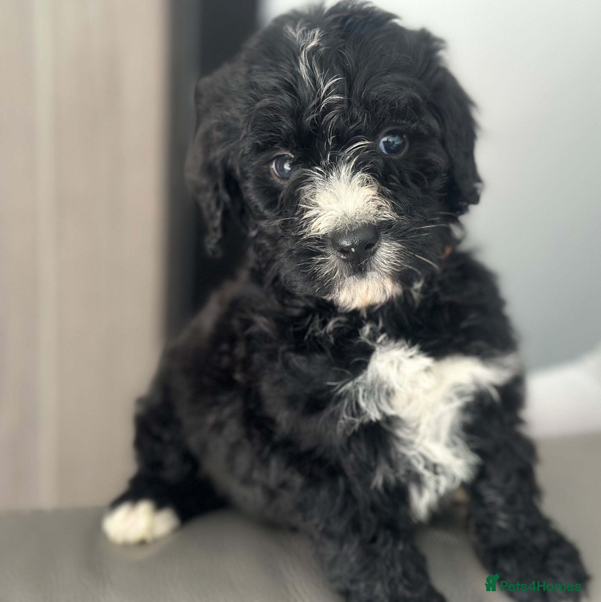 Bernedoodle dogs standard F1 Bernadoodles black/white 1600  - Advert 2